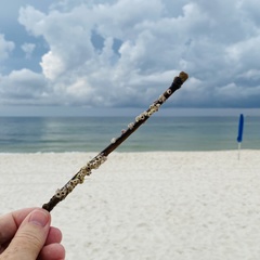 Amphibalanus venustus