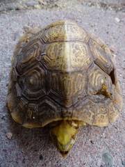 Rhinoclemmys rubida rubida