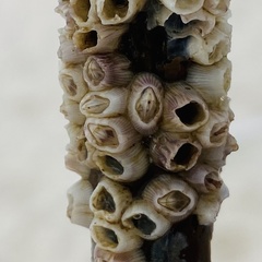 Amphibalanus venustus