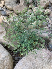 Euphorbia semiperfoliata