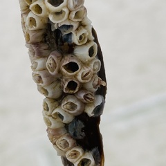 Amphibalanus venustus