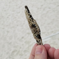 Amphibalanus venustus