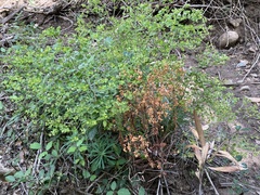 Euphorbia semiperfoliata