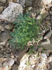 Euphorbia semiperfoliata