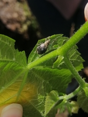 Sciaphobus squalidus