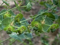 Euphorbia semiperfoliata