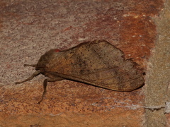 Oxycanus beltista