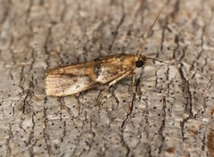 Acrobasis encaustella