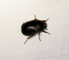 Apogonia cribricollis