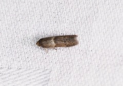 Blastobasis divulgata