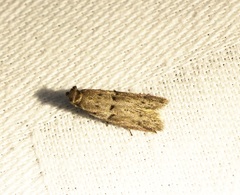 Copamyntis leptocosma