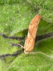 Blastobasis decolorella