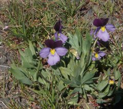 Viola trinervata