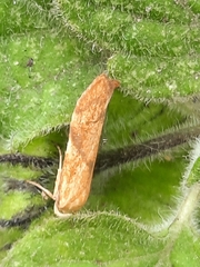 Blastobasis decolorella