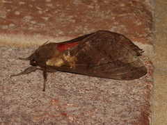 Oxycanus beltista