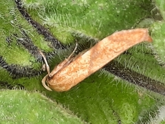 Blastobasis decolorella