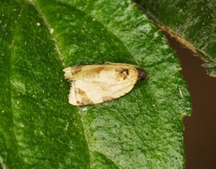 Neocalyptis liratana