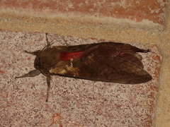 Oxycanus beltista