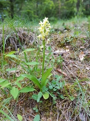 Orchis pallens