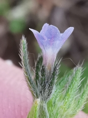 Buglossoides incrassata permixta