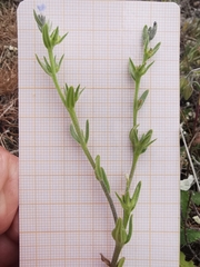 Buglossoides incrassata permixta