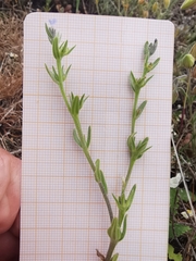 Buglossoides incrassata permixta