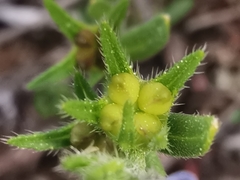 Buglossoides incrassata permixta