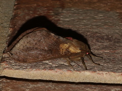Oxycanus beltista