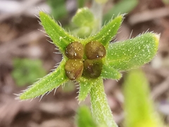 Buglossoides incrassata permixta