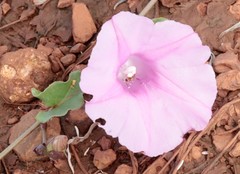 Ipomoea muelleri