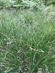 Melica uniflora
