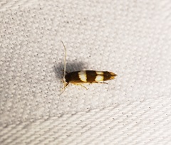 Stathmopoda paradiplaspis