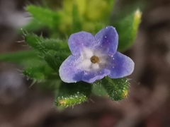 Buglossoides incrassata permixta