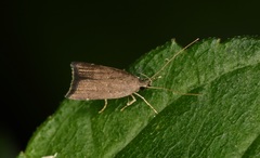 Torodora gemella