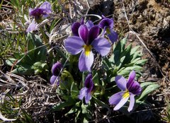 Viola trinervata