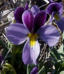 Viola trinervata