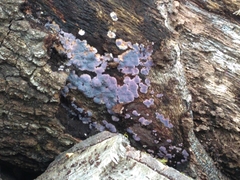 Phanerodontia chrysosporium