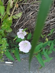 Rhododendron mucronulatum