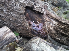 Phanerodontia chrysosporium