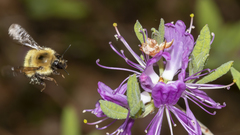 Media resource of Bombus sandersoni