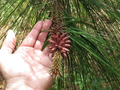 Pinus maximinoi