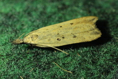 Dichomeris limosellus