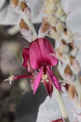 Indigofera monophylla