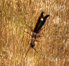 Cranopygia