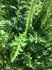 Carduus crispus