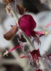 Indigofera monophylla