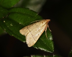 Hypsopygia repetita