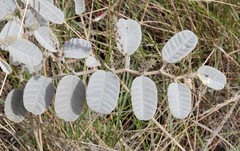 Indigofera monophylla