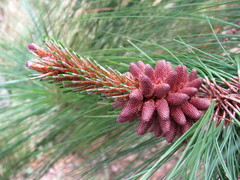Pinus maximinoi