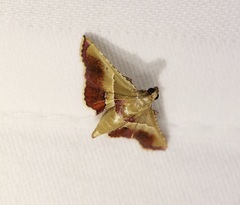 Endotricha repandalis